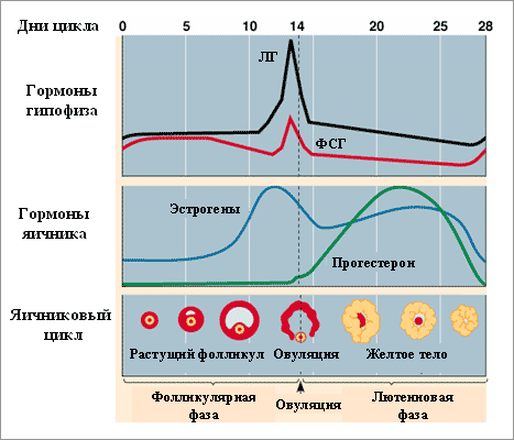 Яичниковый цикл