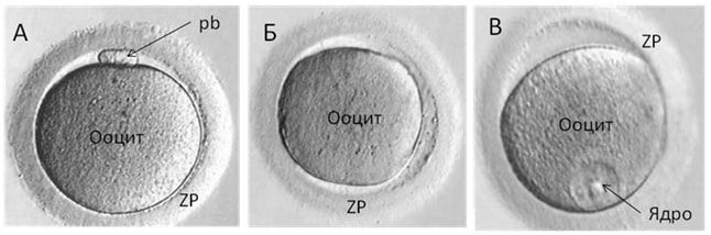 Развитие ооцитов